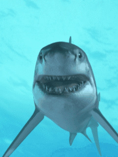 GIF animado (6496) Tiburon d