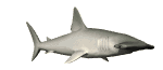 GIF animado (6542) Tiburon martillo