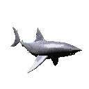 GIF animado (6528) Tiburon nadando