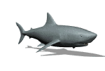 GIF animado (6529) Tiburon nadando
