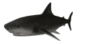 GIF animado (6530) Tiburon nadando