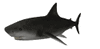 GIF animado (6530) Tiburon nadando