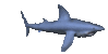GIF animado (6531) Tiburon nadando
