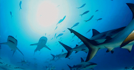 GIF animado (6537) Tiburones bajo mar