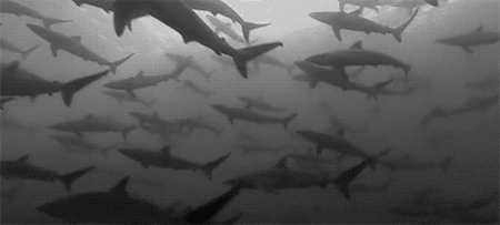 GIF animado (6538) Tiburones blanco negro