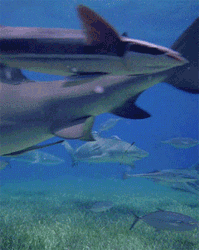 GIF animado (6539) Tiburones nadando