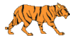 GIF animado (10022) Tigre