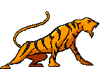 GIF animado (10029) Tigre
