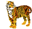 GIF animado (10031) Tigre