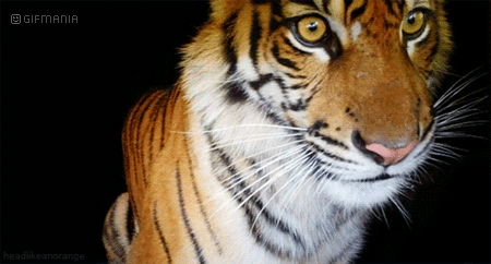 GIF animado (10034) Tigre