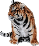 GIF animado (10036) Tigre bengala