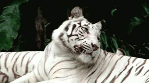 GIF animado (10039) Tigre blanco