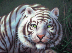 GIF animado (10040) Tigre blanco