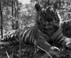 GIF animado (10041) Tigre blanco negro
