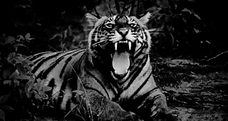GIF animado (10042) Tigre blanco negro
