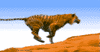 GIF animado (10048) Tigre corriendo