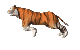 GIF animado (10049) Tigre corriendo