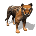 GIF animado (10051) Tigre de bengala