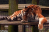 GIF animado (10056) Tigre lamiendose
