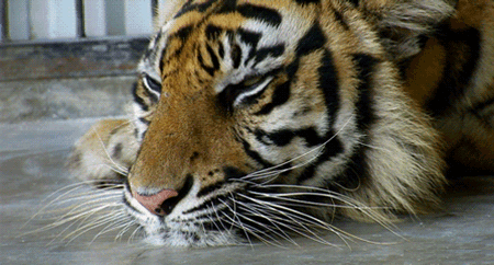 GIF animado (10057) Tigre parpadeando