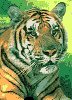 GIF animado (10060) Tigre rugiendo