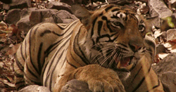 GIF animado (10061) Tigre rugiendo
