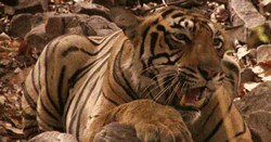 Imagen GIF de Tigre rugiendo animado