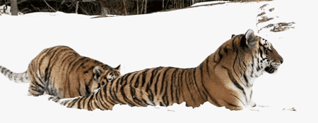GIF animado (10065) Tigres amorosos