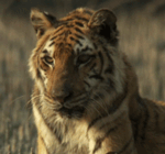 Imagen GIF de Tigresa animado