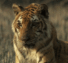 GIF animado (10066) Tigresa