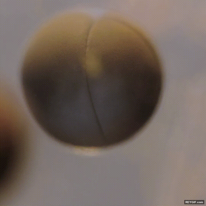 GIF animado (116531) Time lapse de la division celular de un huevo de rana