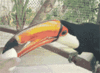 GIF animado (7433) Toco tucan
