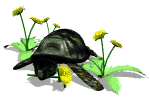 GIF animado (11376) Tortuga comiendo flores