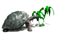 GIF animado (11389) Tortuga gigante de las galapagos
