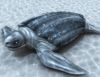 GIF animado (11414) Tortuga laud