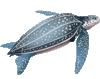 GIF animado (11417) Tortuga laud