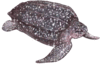 GIF animado (11419) Tortuga laud glitter