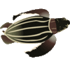 GIF animado (11420) Tortuga laud grande