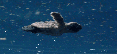 GIF animado (11421) Tortuga laud nadando