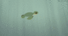 GIF animado (11422) Tortuga marina creciendo