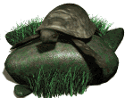 GIF animado (11399) Tortuga sobre una piedra