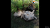 GIF animado (116420) Tortugas que se ayudan entre ellas