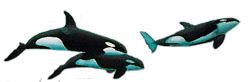 GIF animado (6242) Tres orcas