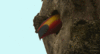 GIF animado (7443) Tucan arbol