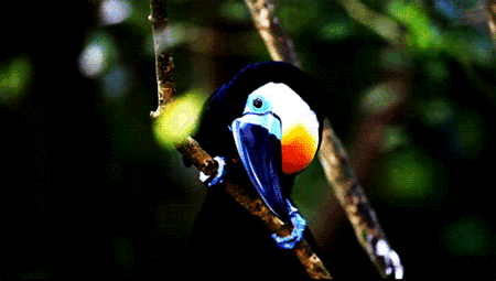 GIF animado (7450) Tucan colorido