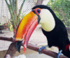 GIF animado (7452) Tucan comiendo huevo