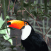 GIF animado (7453) Tucan comun