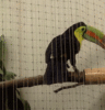 GIF animado (7455) Tucan enjaulado