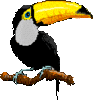 GIF animado (7459) Tucan rama