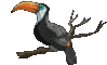 GIF animado (7460) Tucan rama